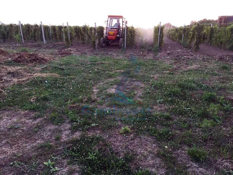 Out-of-town land with vineyard 25 km from Oradea, Bihor, Romania