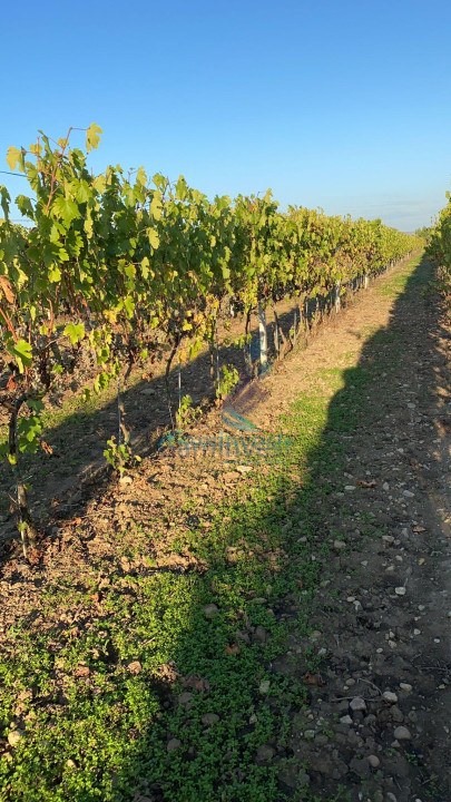 Teren extravilan cu plantatie de vita de vie la 25 de km de Oradea, Bihor, Romania